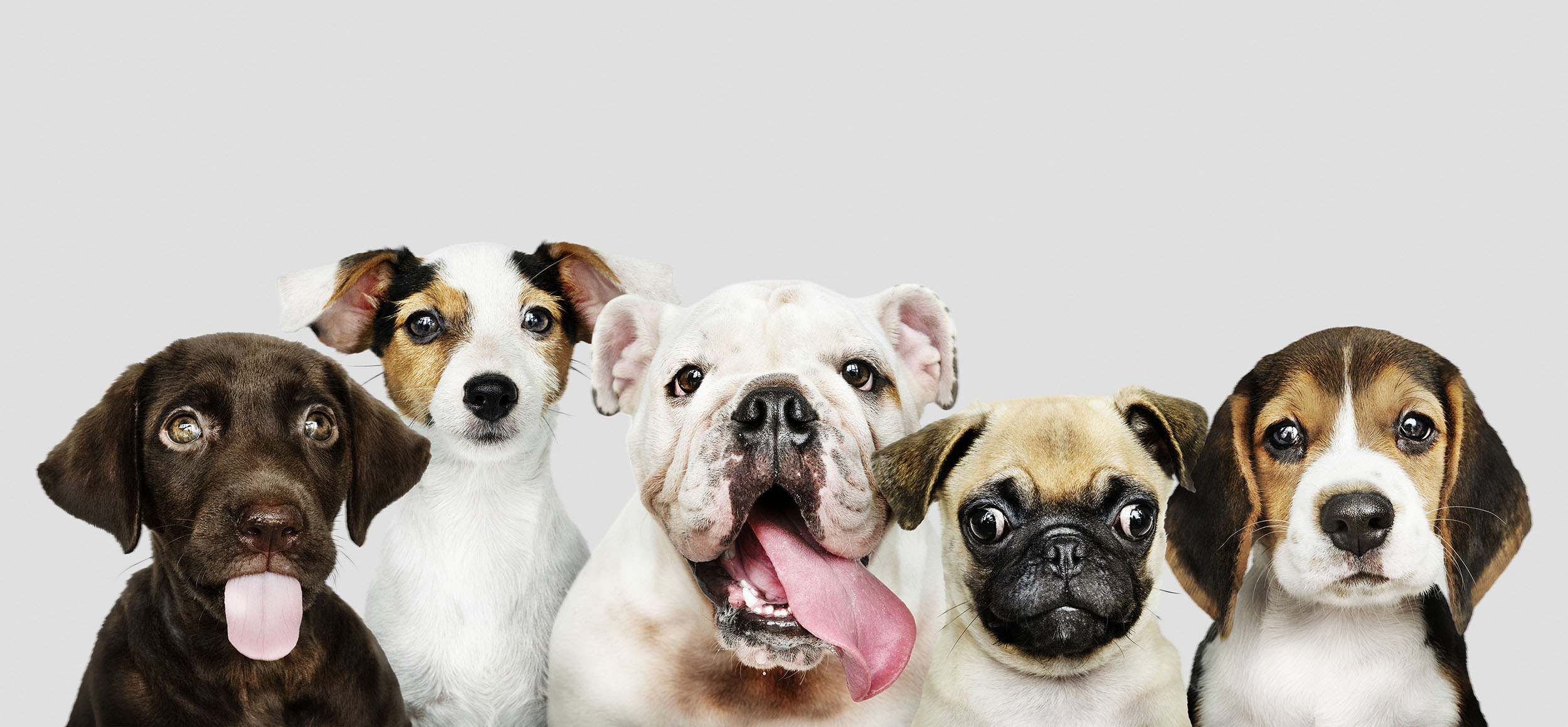 Animals - Dog